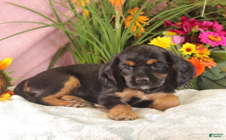 Cockalier dogs for sale - Ad 4