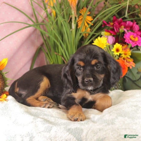 Cockalier dogs for sale - Ad 4