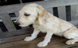 Goldendoodle dogs for sale: Sara - Image 3