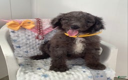 Goldendoodle dogs for sale: Lucy - Image 12