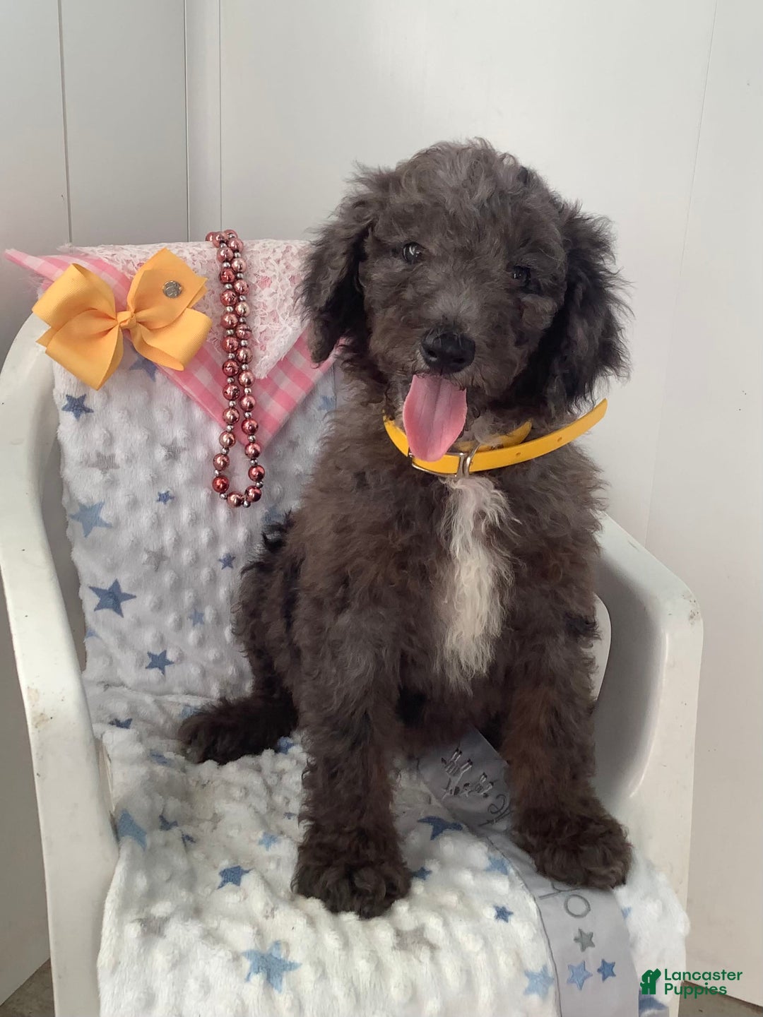 Goldendoodle dogs for sale: Lucy - Image 12