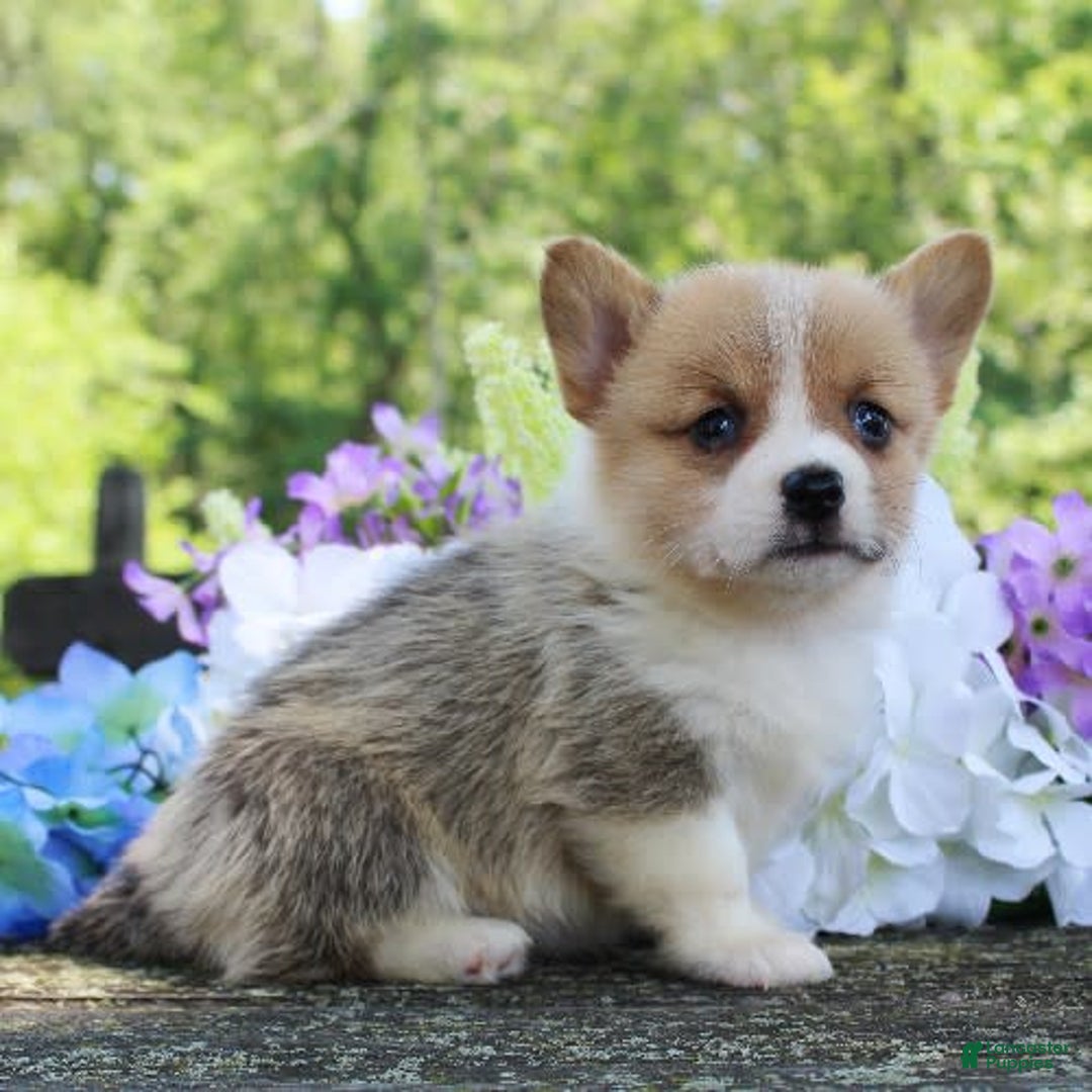 Welsh Corgi Pembroke dogs for sale: Sweetpea - Image 3