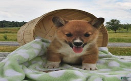 Welsh Corgi Pembroke dogs for sale: Tj - Image 1