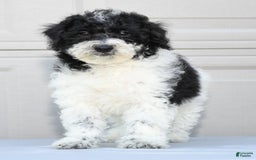 Maltipoo dogs for sale: Leo - Image 1