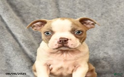 Boston Terrier dogs for sale: Leo - Image 4