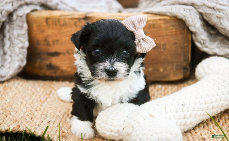 Havanese dogs for sale - Ad 2