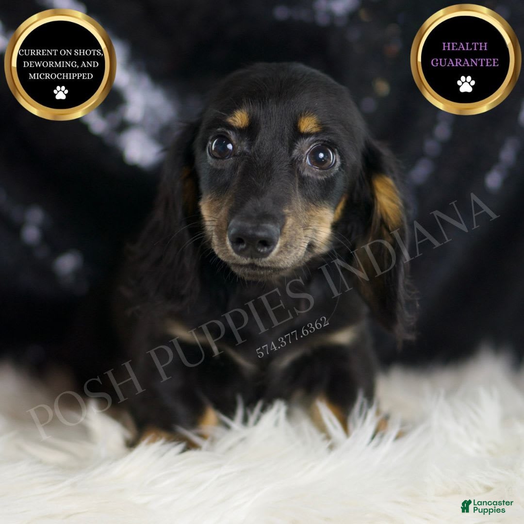 Miniature Dachshund dogs for sale: Oscar - Image 2