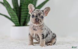 French Bulldog dogs for sale: Garth - Image 1