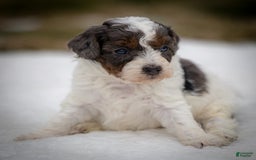 Cavapoo dogs for sale: Simba - Image 6