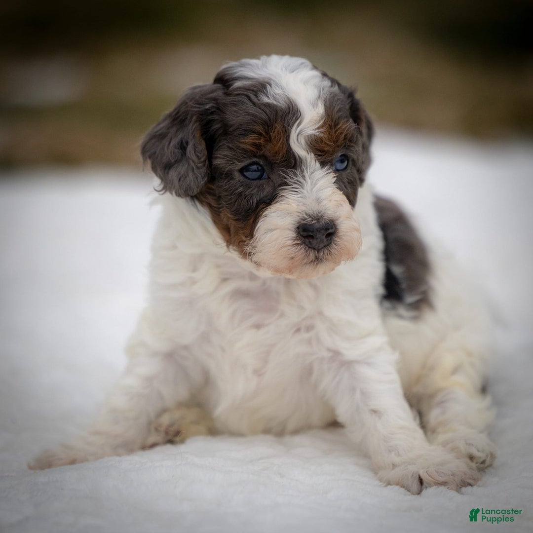 Cavapoo dogs for sale: Simba - Image 6