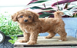 Mini Goldendoodle dogs for sale: Paige - Image 4
