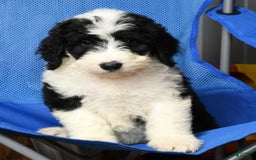 Sheepadoodle dogs for sale: Diesel - Image 5