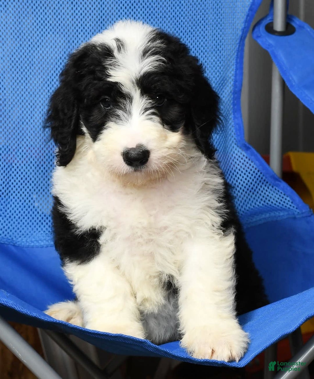 Sheepadoodle dogs for sale: Diesel - Image 5