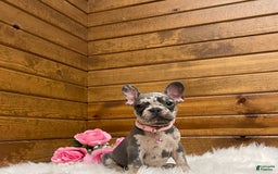 French Bulldog dogs for sale: Olive - Image 6