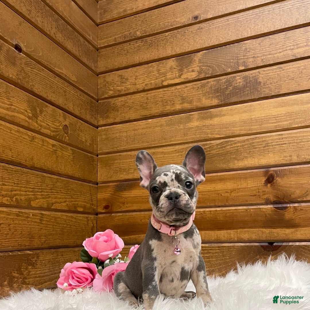 French Bulldog dogs for sale: Olive - Image 6