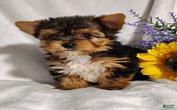 Yorkshire Terrier dogs for sale: Sheldon - Image 1