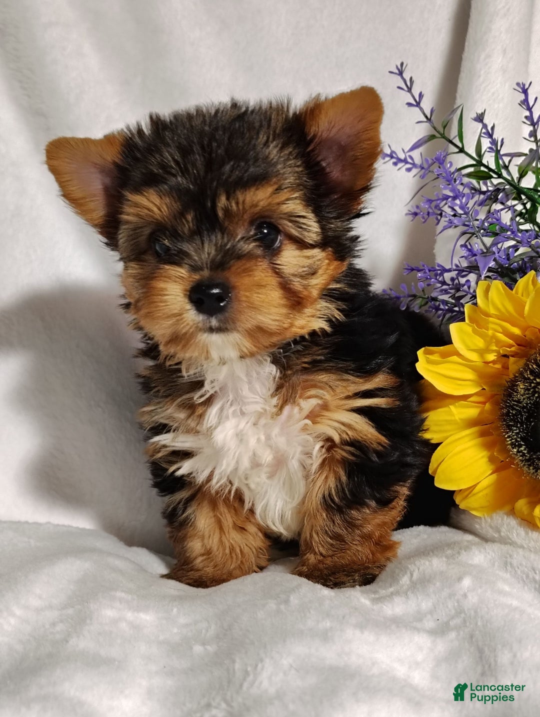 Yorkshire Terrier dogs for sale: Sheldon - Image 1