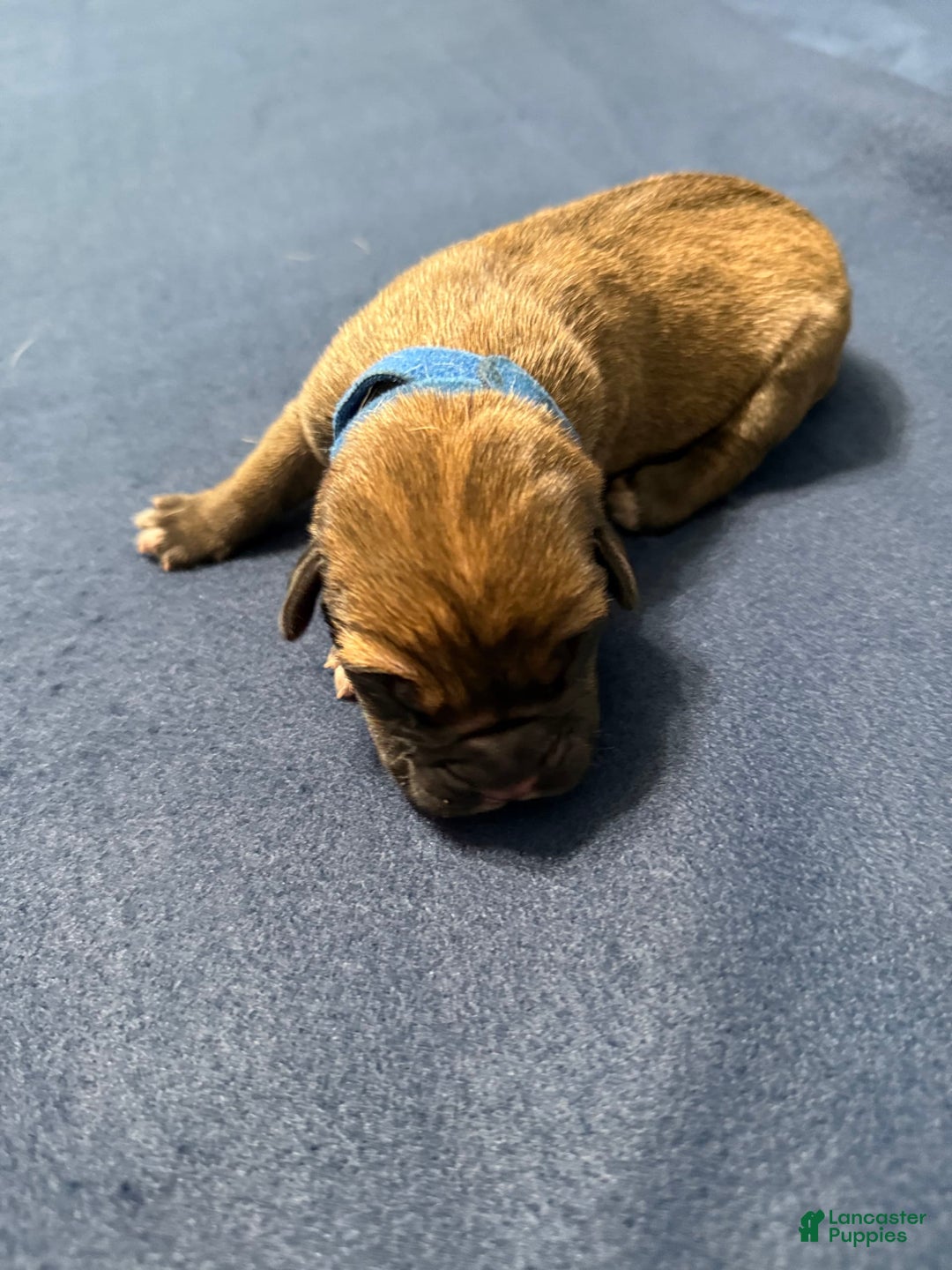 Cane Corso dogs for sale: Bluey - Image 5