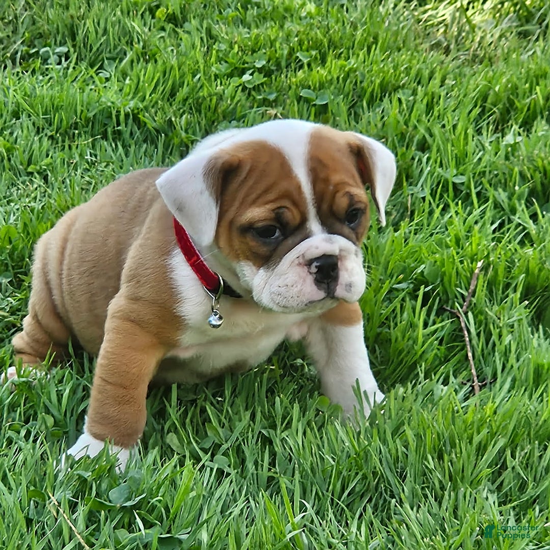 English Bulldog dogs for sale: Emmy - Image 2