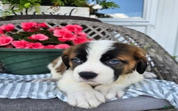 Saint Bernard dogs for sale: Stacey - Image 2
