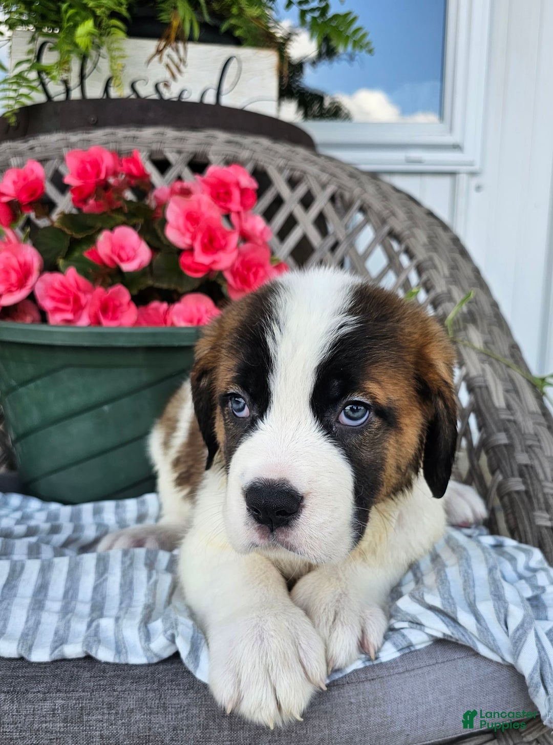 Saint Bernard dogs for sale: Stacey - Image 2