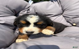 Bernese Mountain Dog dogs for sale: Blue - Image 8