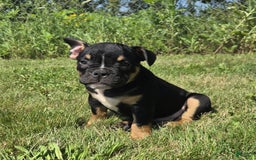 Olde English Bulldogge dogs for sale: George - Image 11