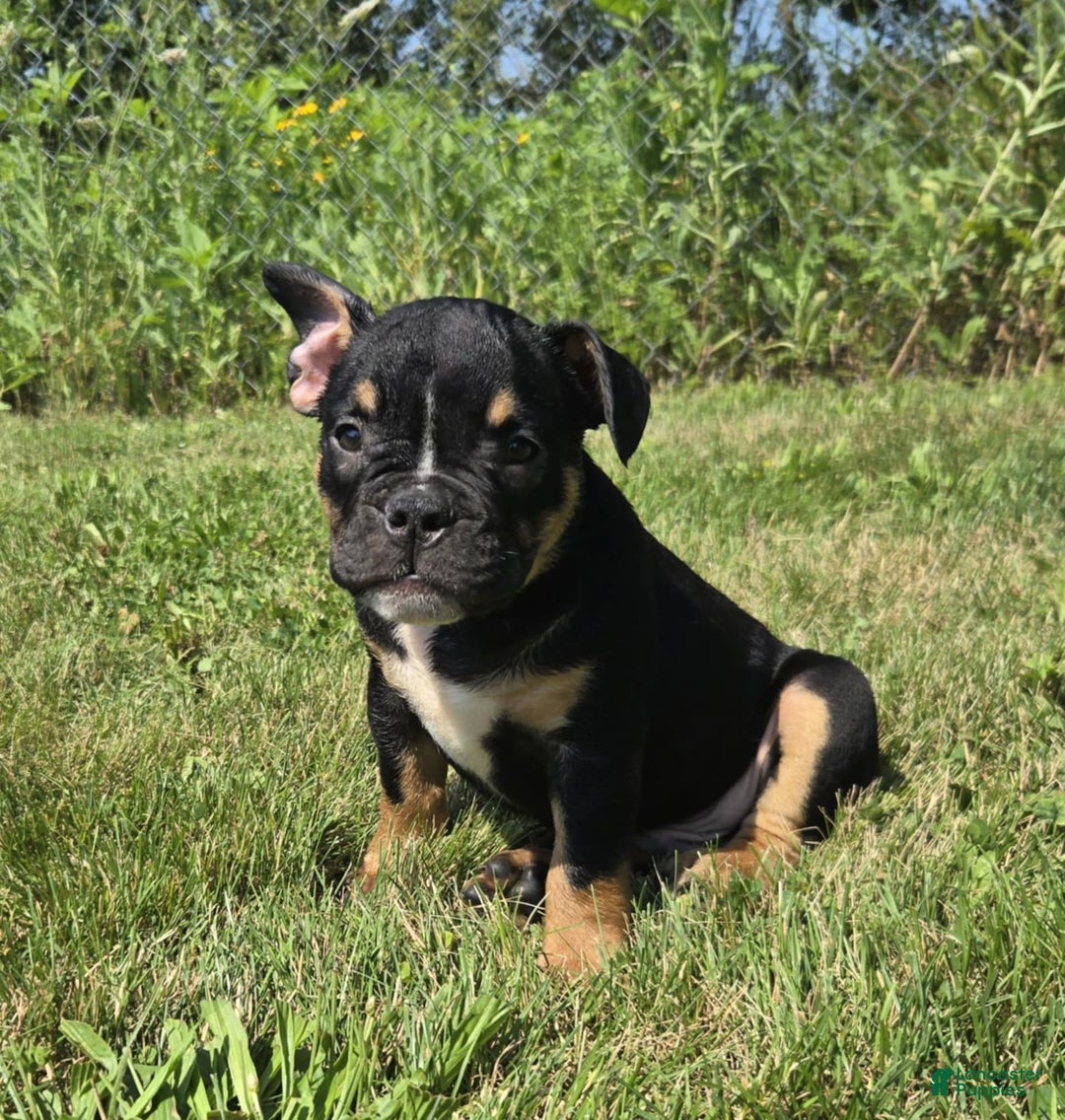 Olde English Bulldogge dogs for sale: George - Image 11