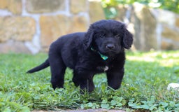 Newfoundland dogs for sale: Leo - Image 1