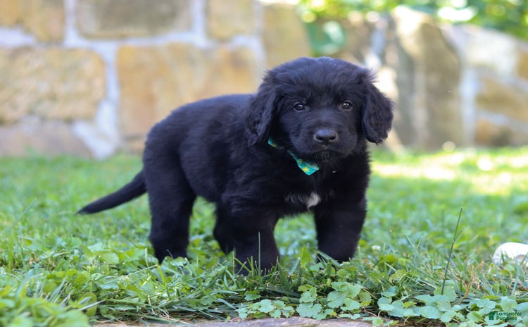 Newfoundland dogs for sale - Ad 1
