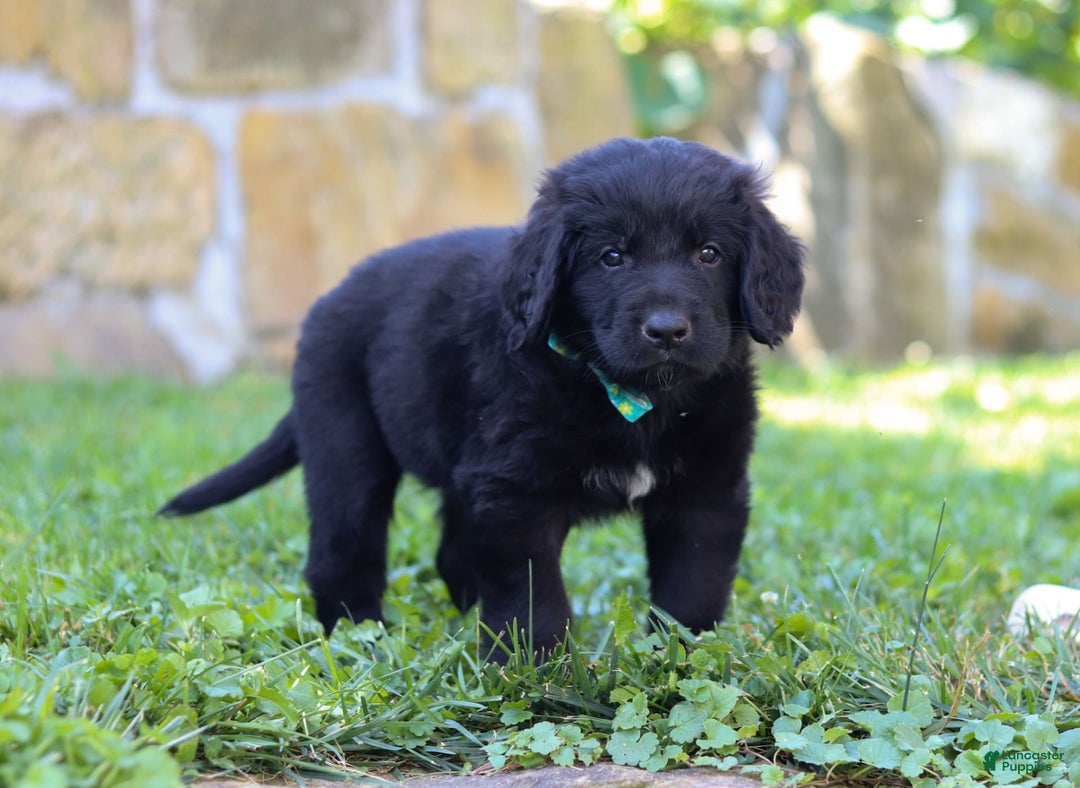 Newfoundland dogs for sale: Leo - Image 1