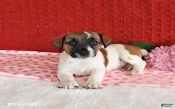 Jack Russell Terrier dogs for sale: Raine - Image 5