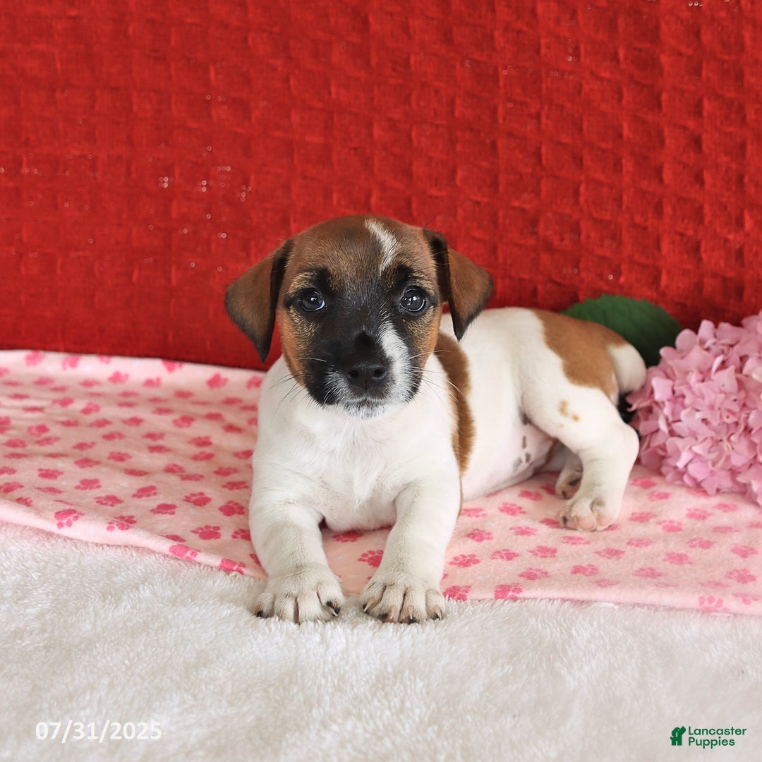 Jack Russell Terrier dogs for sale: Raine - Image 5