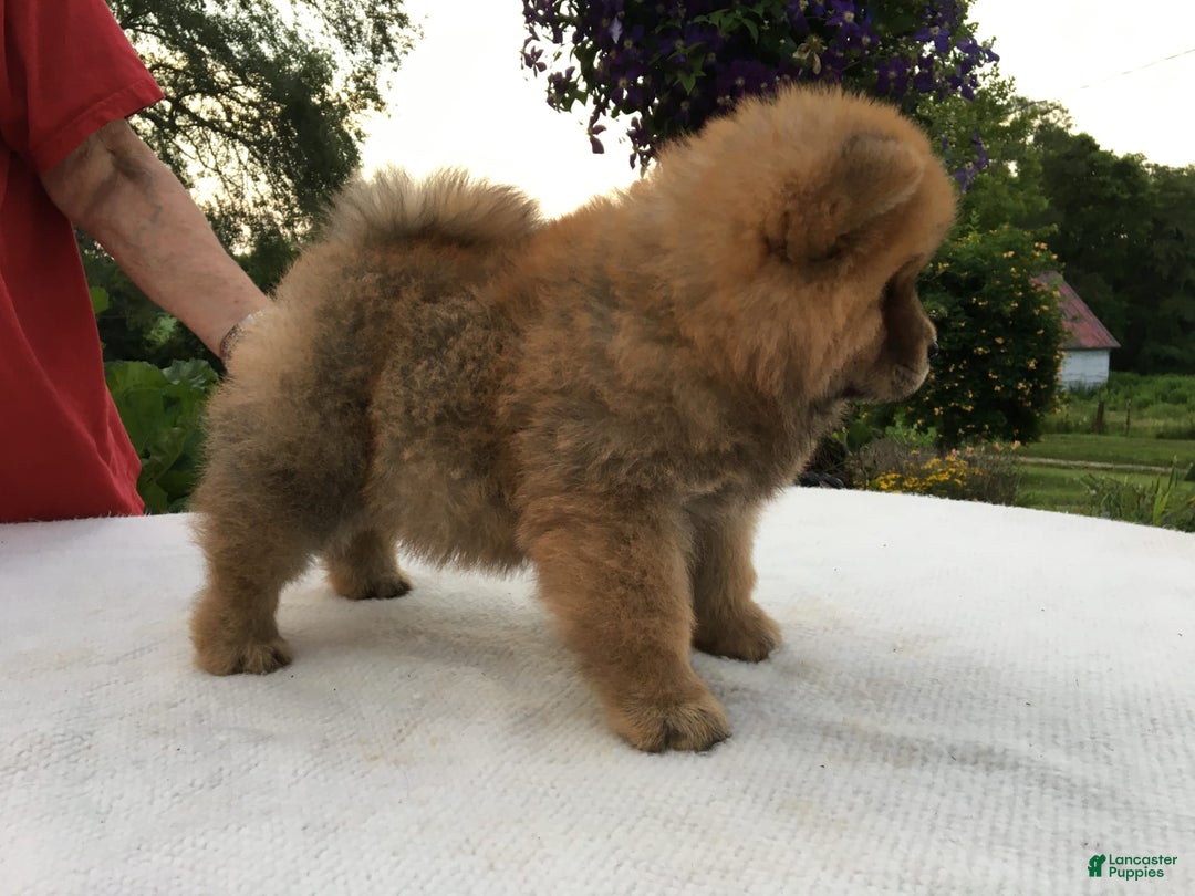Chow Chow dogs for sale: Big Red Female - Image 2