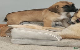 German Shepherd dogs for sale: Tank - Image 1