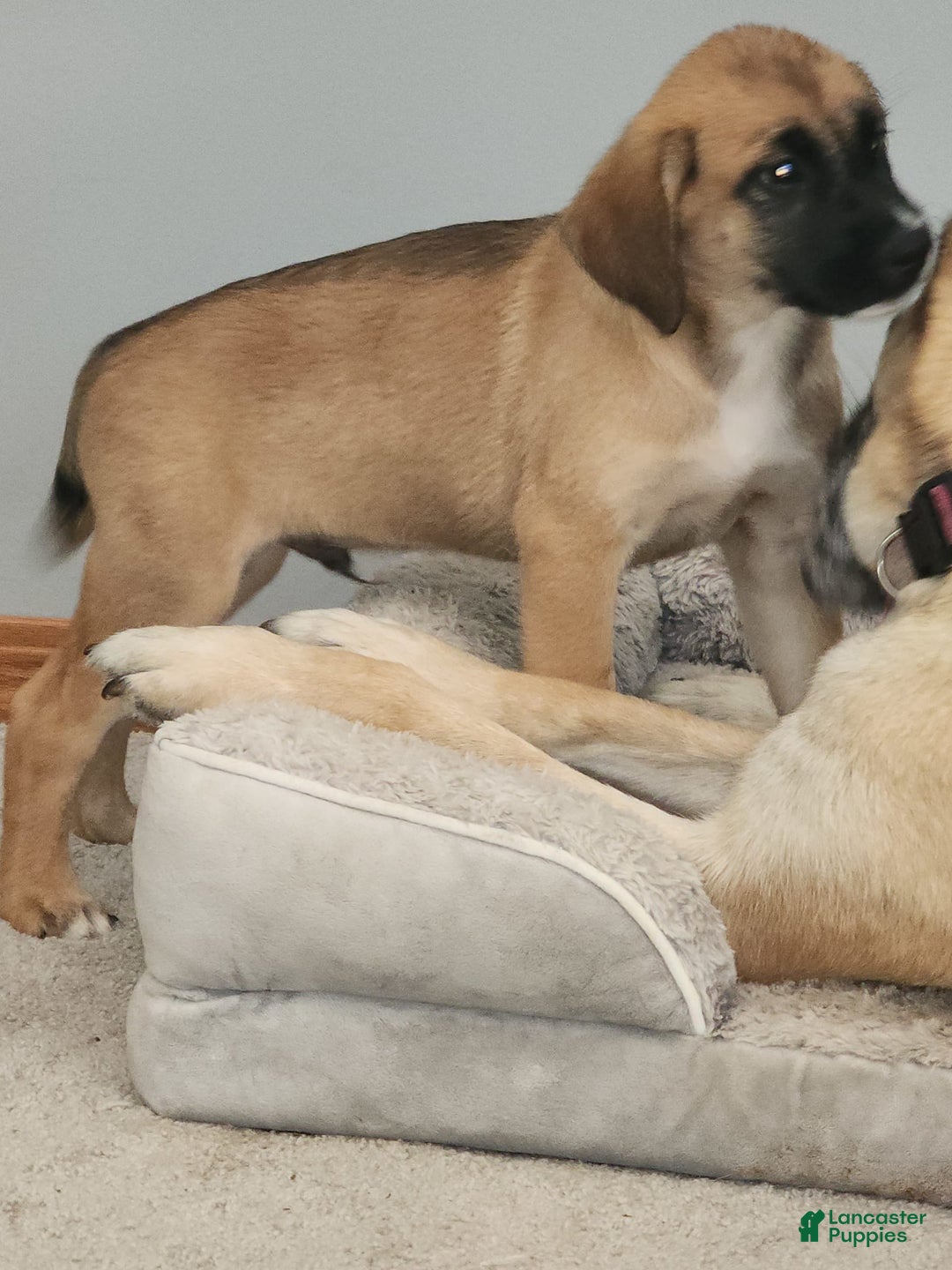 German Shepherd dogs for sale: Tank - Image 1