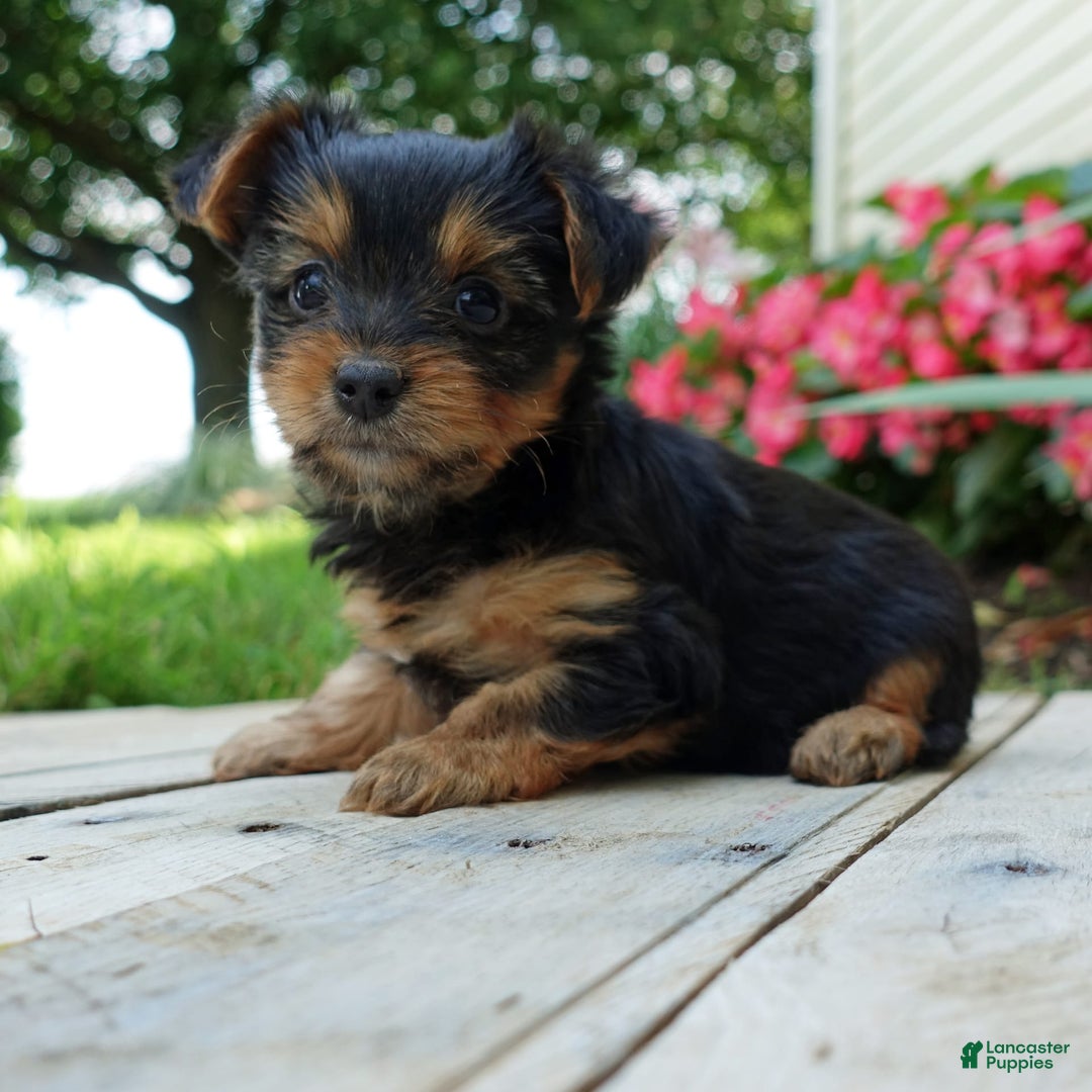 Yorkshire Terrier dogs for sale: Danae - Image 3