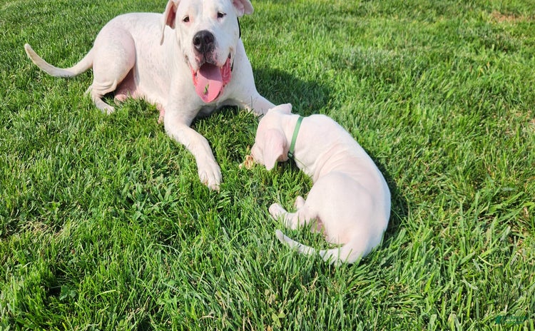 Dogo Argentino dogs for sale - Ad 1