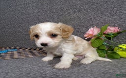 Cavachon dogs for sale: Banjo - Image 8