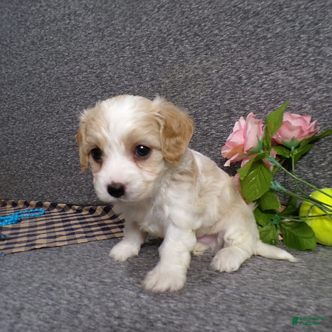 Cavachon dogs for sale: Banjo - Image 8