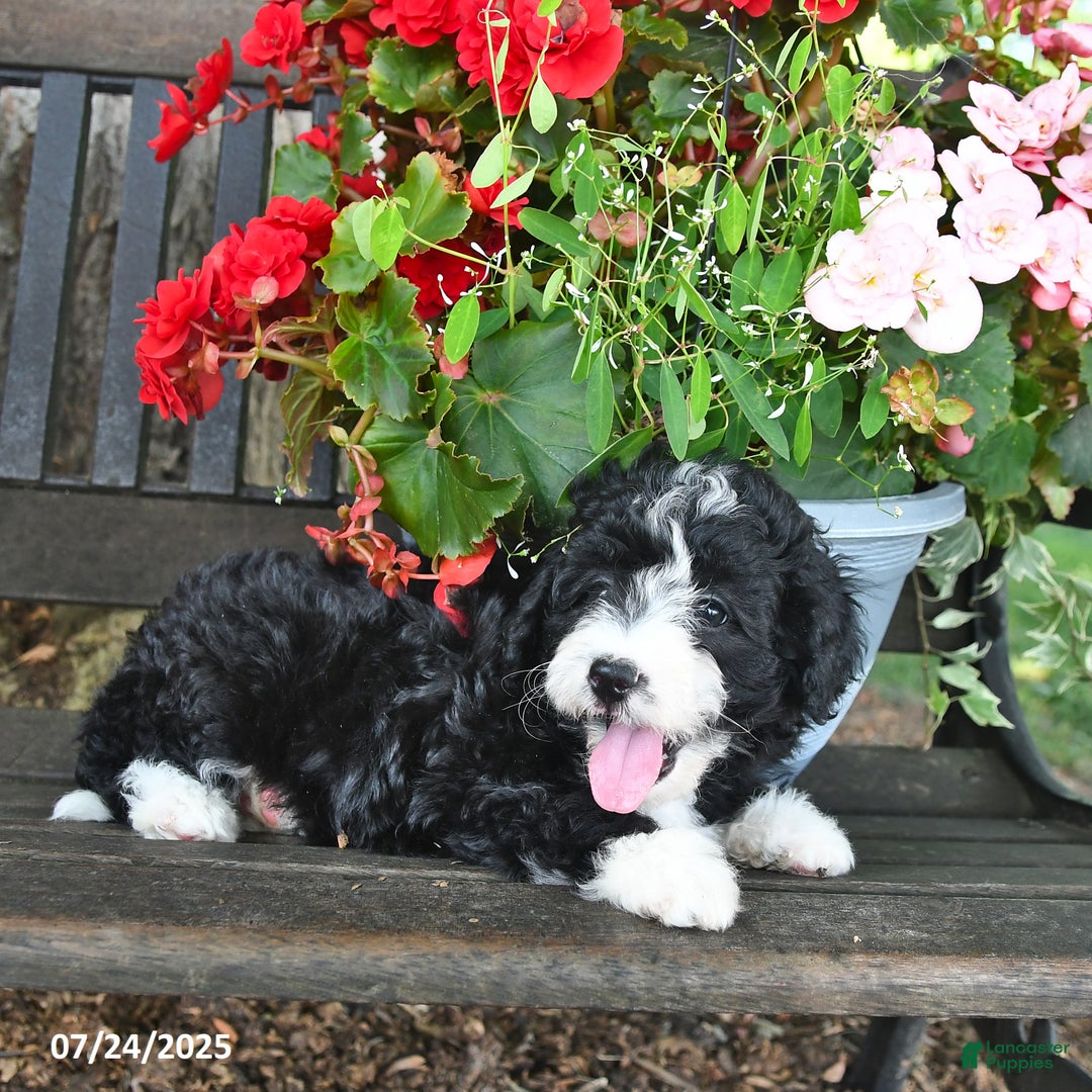 Mini Aussiedoodle dogs for sale: Angel - Image 2
