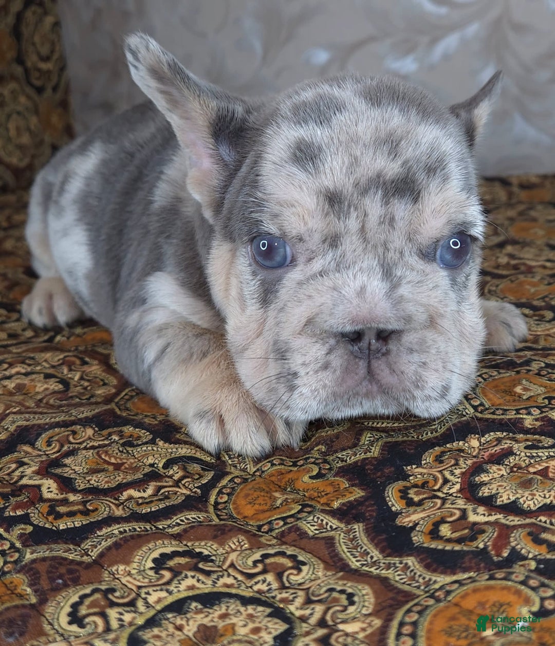 French Bulldog dogs for sale: Tae - Image 2