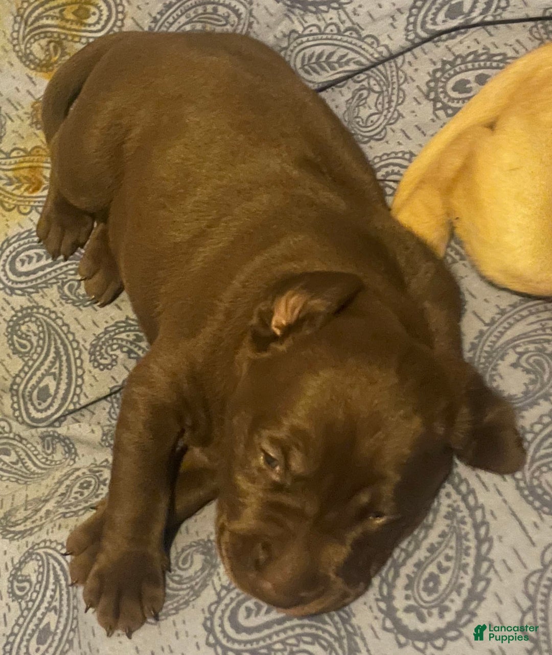 Labrador Retriever dogs for sale: Buddy - Image 1