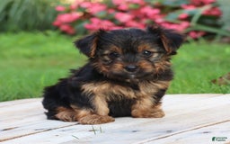 Yorkshire Terrier dogs for sale: Brynne - Image 2