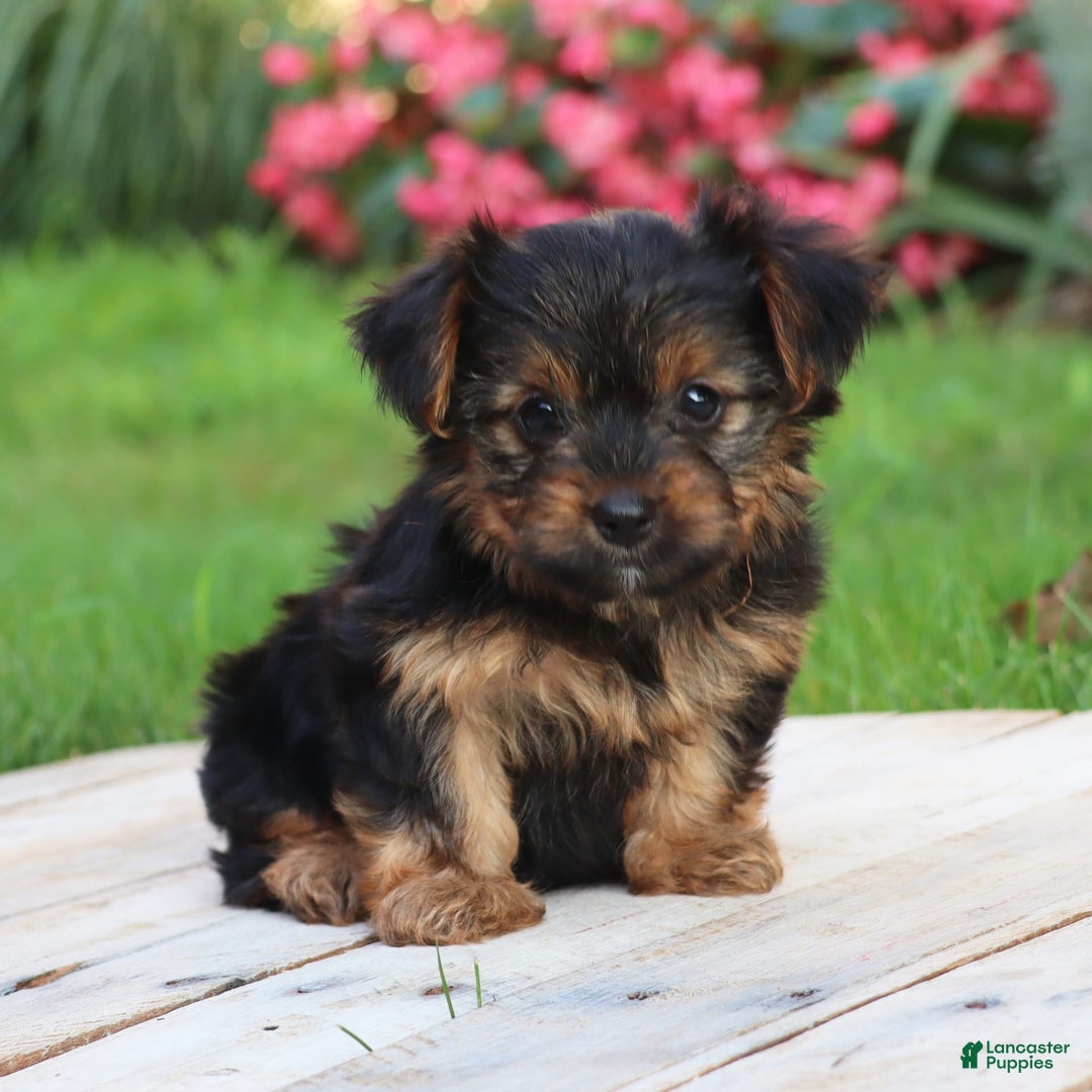 Yorkshire Terrier dogs for sale: Brynne - Image 2