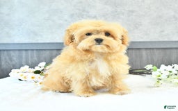 Maltipoo dogs for sale: Bella Extra Small - Image 16