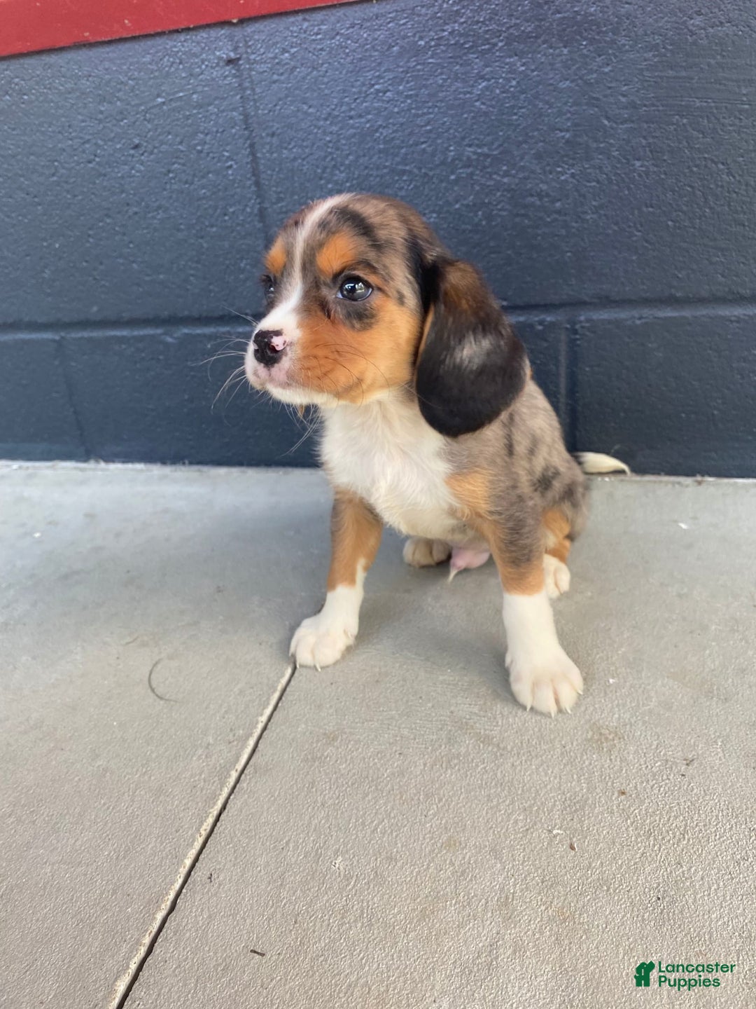 Beaglier dogs for sale: Max - Image 6