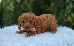 Cavapoo dogs for sale: Ann - Image 3