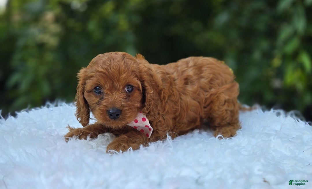 Cavapoo dogs for sale: Ann - Image 3