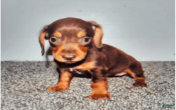 Dachshund dogs for sale: Mocha - Image 1